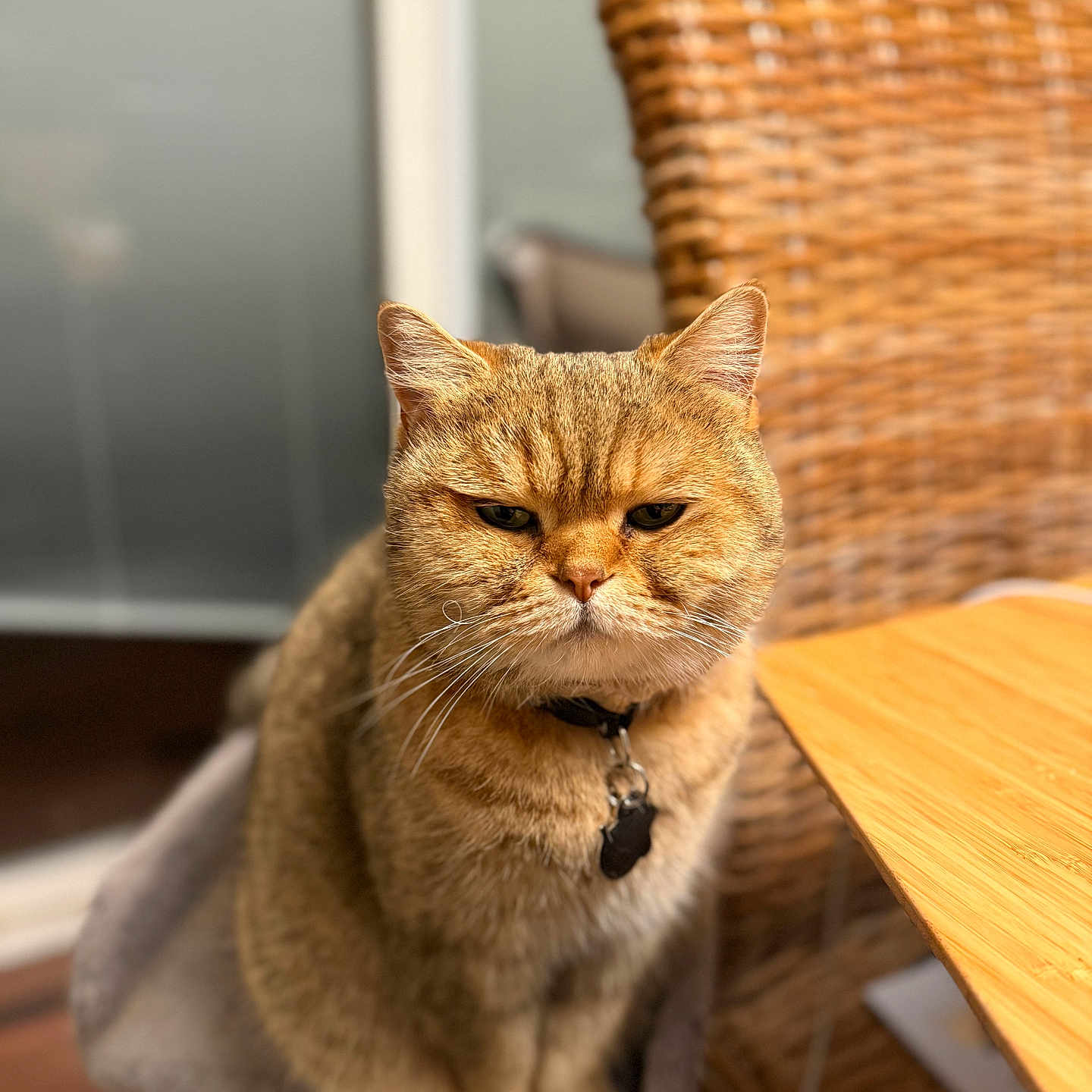 Qucumber joined the competition — help win amazing prizes! cat, tabby_cat, pet, indoor, furniture, chair, wooden_table, collar, whiskers, close_up, orange_fur, domestic_cat, household, feline, cat_tree, focused, sitting, cute, animal, portrait