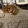 Qucumber joined the competition — help win amazing prizes! cat, pet, indoor, carpet, texture, feline, relaxing, closeup, brown_cat, curious, home, furniture, chair, curtains, cozy, animal, floor, domestic, whiskers, paws