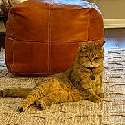 Qucumber is registered to the contest to win money with this photo: cat, ginger_cat, pet, indoor, living_room, rug, leather_pouf, furniture, relaxed, animal, cozy, window, sofa, home, floor, domestic_cat, resting, tabby_cat, carpet, cute