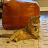 cat, ginger_cat, pet, indoor, living_room, rug, leather_pouf, furniture, relaxed, animal, cozy, window, sofa, home, floor, domestic_cat, resting, tabby_cat, carpet, cute