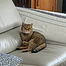 Qucumber joined the competition — help win amazing prizes! cat, tabby_cat, couch, leather, indoor, living_room, furniture, pillow, wooden_cabinet, vase, dried_flowers, relaxed, pet, domestic_animal, green_eyes, seated, fur, tail, collar, home_interior