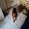animal, blanket, bowl, brown_dog, canine, companion, curious, dog, domestic, door, floor, home, house, indoor, leash, pet, standing, stone_wall, tile, tiled_floor