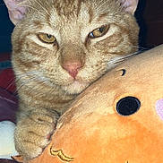 Kitty joined the competition — help win amazing prizes! cat, orange_tabby, close_up, plush_toy, soft_texture, sleepy, paw, whiskers, golden_eyes, snuggling, cute_face, embroidery, indoor, pet, animal, feline, cozy, comfort, fur, relaxed