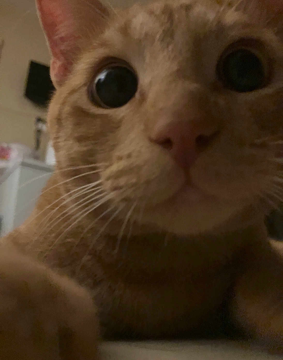 Kitty
