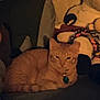 Kitty is registered to the contest to win money with this photo: cat, orange_tabby, doll, couch, indoor, dim_lighting, cozy, pet, feline, plush, fabric, relaxed, home, furniture, closeup, resting, toy, warm_tones, collar, domestic_animal