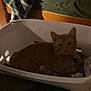 Kitty is registered to the contest to win money with this photo: cat, laundry_basket, clothes, indoor, animal, pet, resting, feline, sleepy, cozy, dim_light, shadow, home, fabric, basket, orange_cat, quiet, relaxing, domestic, soft