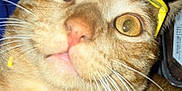 Kitty joined the competition — help win amazing prizes! cat, orange_tabby, close_up, yellow_glasses, wide_eyes, whiskers, fur, pet, animal, indoor, surprised_expression, face, head, nostrils, mouth, pink_nose, background, blue_cloth, domestic_cat, curious