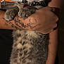 animal, bracelet, cat, close_up, collar, cute, eyes, face, feline, fur, gray_cat, holding, human_hand, indoor, jewelry, paws, pet, tabby, tattoo, whiskers