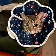 Oxx joined the competition — help win amazing prizes! cat, space_collar, curious, indoor, pet, animal, feline, face, ears, whiskers, wide_eyes, protective_collar, chair, fabric, pattern, colorful, closeup, domestic_cat, sitting, looking