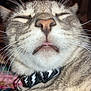 Oxx is registered to the contest to win money with this photo: adorable, animal, bell, cat, close_up, collar, cute, domestic_cat, face, feline, fur, indoor, mouth, nose, pet, relaxed, sleepy, tabby, tongue, whiskers