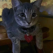 Oxx is registered to the contest to win money with this photo: animal, cat, closeup, collar, curious, cute, domestic, ears, eyes, feline, fur, indoor, night, pet, portrait, sitting, tabby, tag, whiskers, wooden_surface