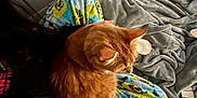 Maxx is registered to the contest to win money with this photo: animal, bed, blanket, casual, cat, clothing, comfort, cozy, feline, fur, indoor, lap, orange_cat, pajama_pants, person, pet, relaxation, resting, soft, spongebob
