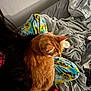 animal, bed, blanket, casual, cat, clothing, comfort, cozy, feline, fur, indoor, lap, orange_cat, pajama_pants, person, pet, relaxation, resting, soft, spongebob