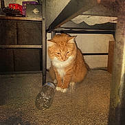 Maxx is registered to the contest to win money with this photo: cat, orange_cat, white_fur, indoor, carpet, plastic_bottle, bed_frame, furniture, shadow, pumpkin_shadow, halloween, pet, animal, floor, curious, sitting, domestic_cat, whiskers, ears, paws