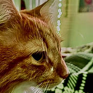 Maxx is registered to the contest to win money with this photo: animal, blanket, cat, close_up, cozy, cute, decor, domestic_cat, fur, furniture, ginger_cat, indoor, lights, pattern, pet, profile, relaxing, soft_focus, warm, whiskers