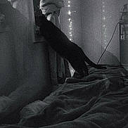 B-Mo joined the competition — help win amazing prizes! cat, black_cat, bed, blanket, window, curtains, fairy_lights, shadow, night, indoor, cozy, stretching, silhouette, dark, furniture, reflection, room, animal, pet, soft_lighting