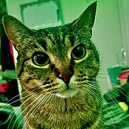 B-Mo is registered to the contest to win money with this photo: animal, bed, blanket, cat, close_up, curious, cute, domestic_animal, eyes, face, feline, fur, green_light, indoor, pet, portrait, room, string_lights, tabby, whiskers