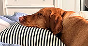 Sadie is registered to the contest to win money with this photo: dog, sleeping, pillow, striped_pillow, bed, bedding, indoor, resting, brown_dog, canine, furniture, drawer, relaxation, cozy, pet, side_view, calm, home, comfort, nap