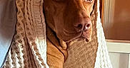 Sadie is registered to the contest to win money with this photo: animal, blanket, brown_dog, calm, closeup, cozy, cute, dog, expression, face, furniture, home, indoors, pet, portrait, relaxed, resting, texture, warm_light, wrapped