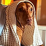 Sadie is registered to the contest to win money with this photo: dog, blanket, brown_dog, portrait, indoors, warm_light, cozy, furniture, closeup, pet, animal, texture, resting, wrapped, cute, calm, face, expression, relaxed, home