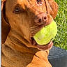 Sadie joined the competition — help win amazing prizes! dog, tennis_ball, brown_dog, pet, animal, outdoor, grass, close_up, playing, mouth, canine, nature, daylight, fur, looking_back, sunlight, expression, recreation, companion, summer