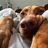 dog, close_up, blanket, paws, bed, sleepy, nose, indoor, pet, cozy, fur, brown_dog, resting, comfort, cute, animal, relaxed, home, canine, warm