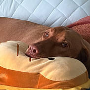Sadie joined the competition — help win amazing prizes! dog, brown_dog, plush_pillow, hamburger_pillow, resting, cozy, indoor, quilted_background, pet, cute, animal, soft_texture, relaxed, home, close_up, nostalgic, comfort, sleepy, snuggle, cushion
