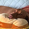 dog, brown_dog, plush_pillow, hamburger_pillow, resting, cozy, indoor, quilted_background, pet, cute, animal, soft_texture, relaxed, home, close_up, nostalgic, comfort, sleepy, snuggle, cushion