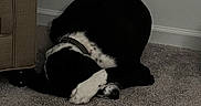 Eli is registered to the contest to win money with this photo: dog, black_and_white, carpet, indoor, furniture, sleeping, curled_up, paw, collar, resting, cozy, pet, animal, quiet, home, covered_face, relaxed, floor, corner, domestic