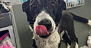 Eli joined the competition — help win amazing prizes! animal, bath, black_and_white, cleaning_supplies, closeup, curious, dog, ears, expression, eyes, floor, fur, indoors, pet, playful, snout, standing, tongue_out, utility_room, wet_dog