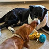 dog, black_and_white_dog, brown_dog, carpet, indoor, toy, plush_toy, pet, animal, friendship, nose_touch, lying_down, collar, floor, playful, cute, domestic, companions, furry, canine