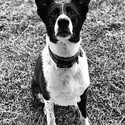 Eli is registered to the contest to win money with this photo: dog, black_and_white, grass, outdoor, pet, animal, collar, sitting, ears_up, focused, fur, muzzle, portrait, canine, nature, alert, cute, companion, loyal, watchful