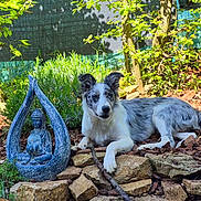 Athena participe au concours pour gagner de l'argent avec cette photo : dog, border_collie, statue, buddha, garden, rocks, mulch, plants, trees, outdoor, sunlight, relaxed, nature, greenery, sculpture, peaceful, animal, pet, laying_down, decor
