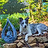 dog, border_collie, statue, buddha, garden, rocks, mulch, plants, trees, outdoor, sunlight, relaxed, nature, greenery, sculpture, peaceful, animal, pet, laying_down, decor
