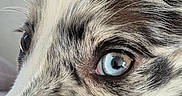 Athena a rejoint le concours — aidez-le/la à gagner de superbes lots ! dog, close_up, eye, fur, blue_eye, animal, pet, face, whiskers, snout, canine, portrait, detail, texture, looking, cute, domestic_animal, muzzle, expression, nose