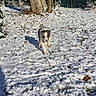Athena participe au concours pour gagner de l'argent avec cette photo : puppy, dog, snow, outdoor, tree, shadow, fence, winter, grass, sunlight, animal, pet, nature, young_dog, walking, playful, cold, daylight, fur, canine