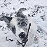 Athena participe au concours pour gagner de l'argent avec cette photo : dog, puppy, snow, stick, playful, blue_eyes, outdoor, winter, animal, pet, cute, fur, nature, canine, young_dog, chewing, happy, play, cold, frozen_ground