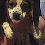 puppy, dog, pet, tongue_out, spotted, brown, white, black, person, hand, indoor, close_up, cute, animal, young_dog, face, ears, fur, holding, shadow