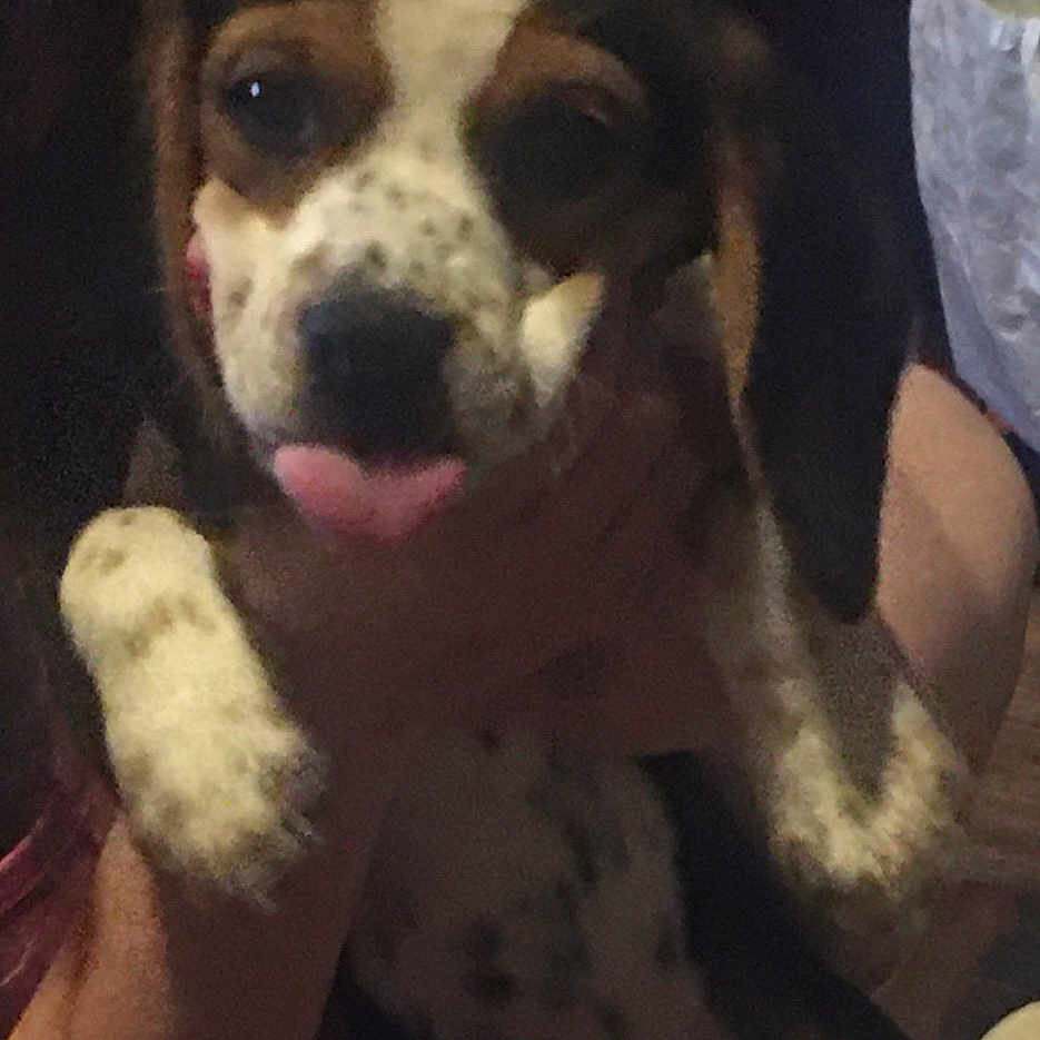 Rebel Rose joined the competition — help win amazing prizes! animal, black, brown, close_up, cute, dog, ears, face, fur, hand, holding, indoor, person, pet, puppy, shadow, spotted, tongue_out, white, young_dog