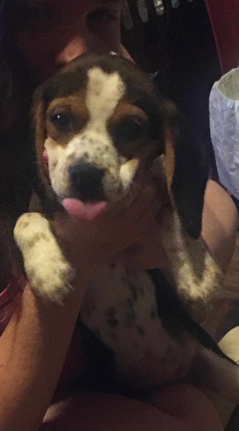 Rebel Rose joined the competition — help win amazing prizes! puppy, dog, pet, tongue_out, spotted, brown, white, black, person, hand, indoor, close_up, cute, animal, young_dog, face, ears, fur, holding, shadow