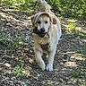 dog, golden_retriever, pinecone, forest, path, outdoor, nature, sunlight, greenery, leaves, walking, animal, pet, happy, canine, fur, ears, tail, daytime, woods