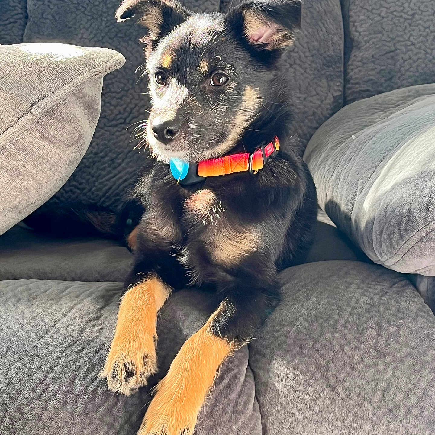 Gemma joined the competition — help win amazing prizes! animal, ball, blanket, canine, chair, chihuahua, couch, cushion, dog, furniture, homedecor, hound, indoors, interiordesign, pet, pillow, puppy, snout, sport, terrier