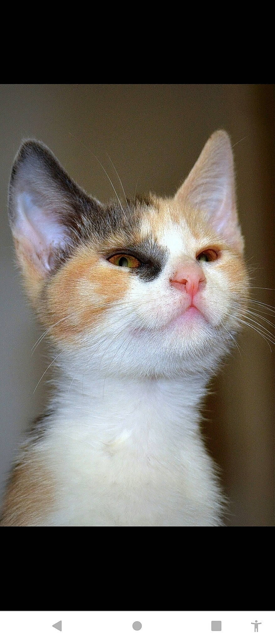 Crumble is registered to the contest to win money with this photo: carnivore, cat, domestic_short_haired_cat, felidae, fur, small_to_medium_sized_cats, snout, whiskers, window