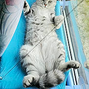 Maui participe au concours pour gagner de l'argent avec cette photo : cat, gray_tabby, lounging, window, blue_perch, curtain, fluffy, relaxed, indoor, pet, feline, animal, sunlight, resting, cozy, domestic, fur, whiskers, paw, tail