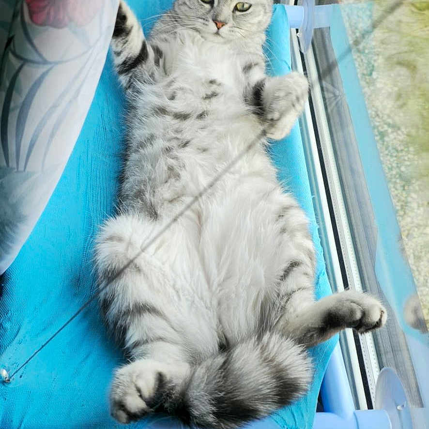 Maui participe au concours pour gagner de l'argent avec cette photo : cat, gray_tabby, lounging, window, blue_perch, curtain, fluffy, relaxed, indoor, pet, feline, animal, sunlight, resting, cozy, domestic, fur, whiskers, paw, tail