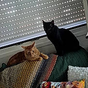 Batman Y Simba participe au concours pour gagner de l'argent avec cette photo : cat, orange_cat, black_cat, couch, blanket, pillow, lion_king, window, blinds, indoor, pet, feline, cozy, resting, domestic, animal, home, decor, cute, relaxing