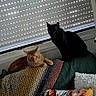 cat, orange_cat, black_cat, couch, blanket, pillow, lion_king, window, blinds, indoor, pet, feline, cozy, resting, domestic, animal, home, decor, cute, relaxing