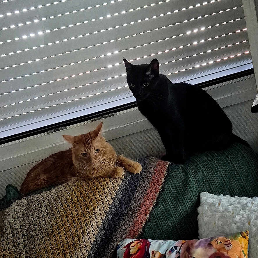 Batman Y Simba