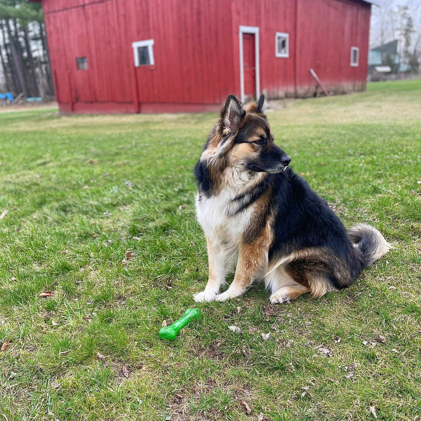 Ace is registered to the contest to win money with this photo: animal, architecture, backyard, barn, building, canine, countryside, dog, farm, field, germanshepherd, grass, grassland, nature, outdoors, pet, plant, rural, shelter, yard