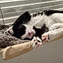 Hernandez a rejoint le concours — aidez-le/la à gagner de superbes lots ! cat, black_and_white, sleeping, paws, hammock_bed, cozy, indoor, pet, relaxed, feline, cute, whiskers, pink_nose, fur, resting, window_blinds, soft_bed, animal, domestic_cat, quiet